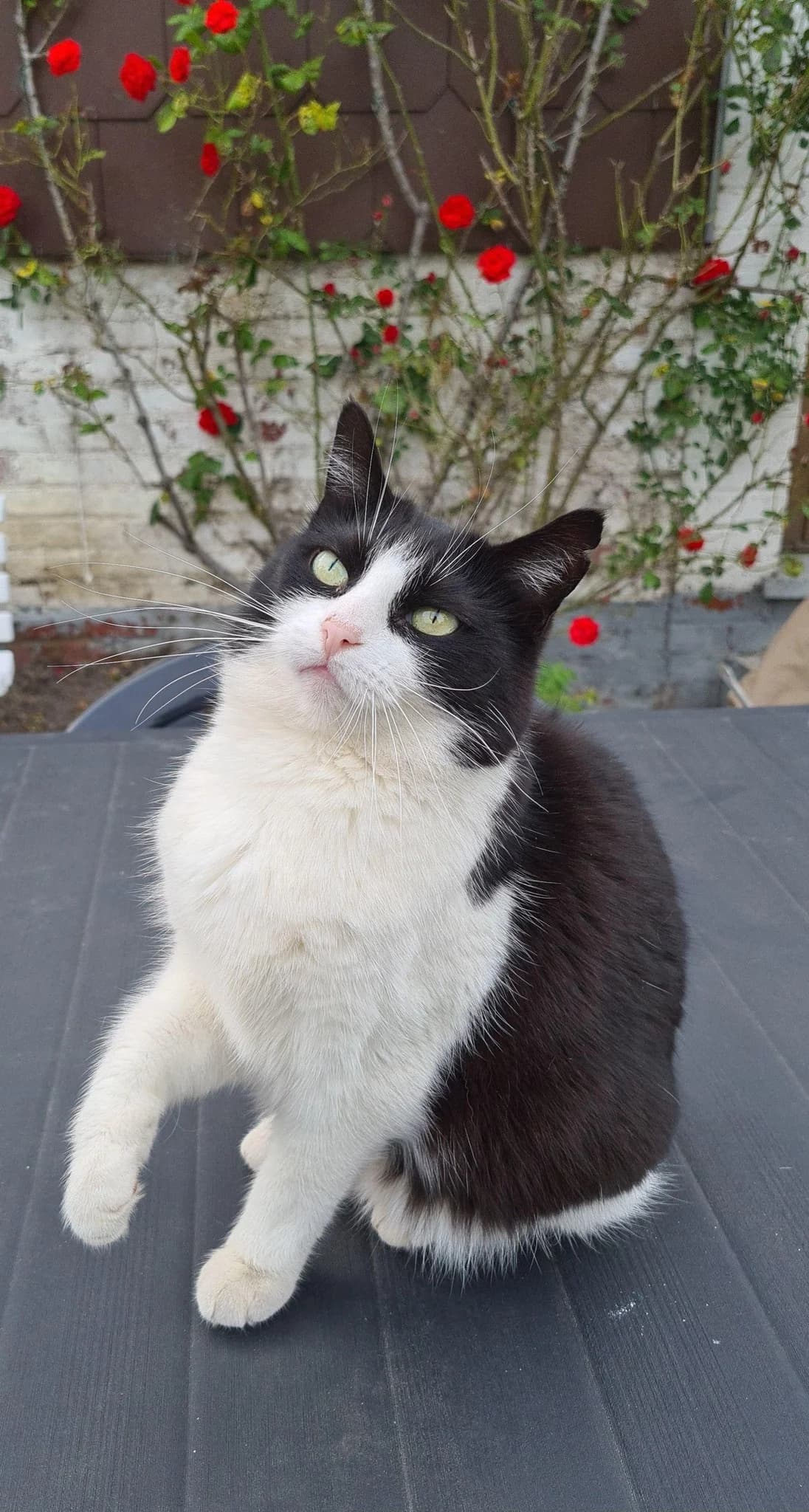 Maman Chat, female senior Mixed Breed for adoption at Aide et Protection Animales A.S.B.L., Assesse