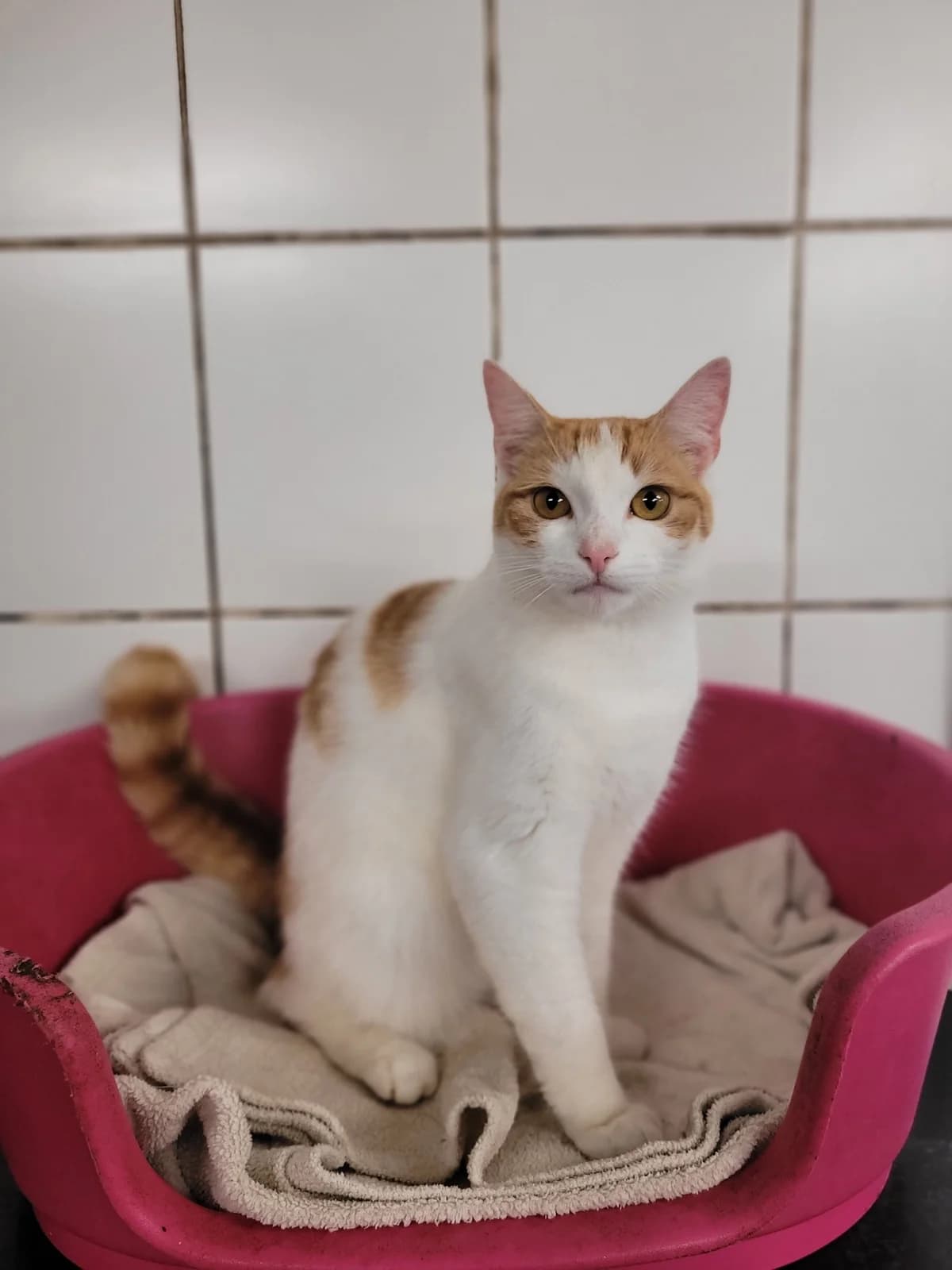 Lilou, female 4yo Mixed Breed for adoption at Aide et Protection Animales A.S.B.L., Assesse
