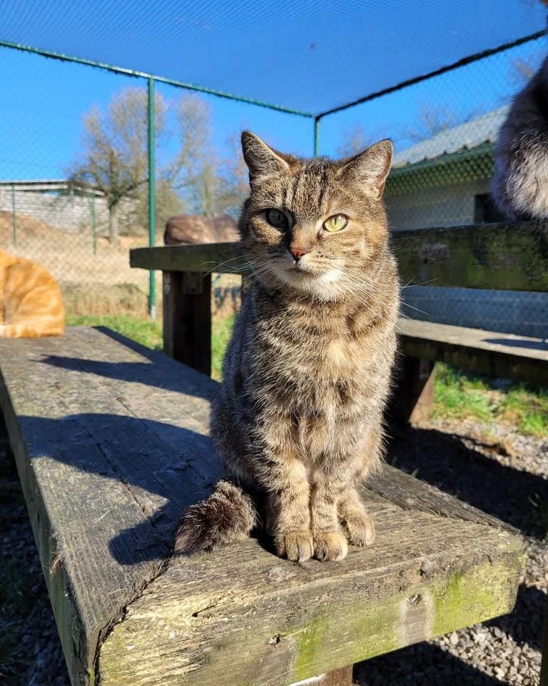 Orangette, female 6yo Mixed Breed for adoption at Aide et Protection Animales A.S.B.L., Assesse