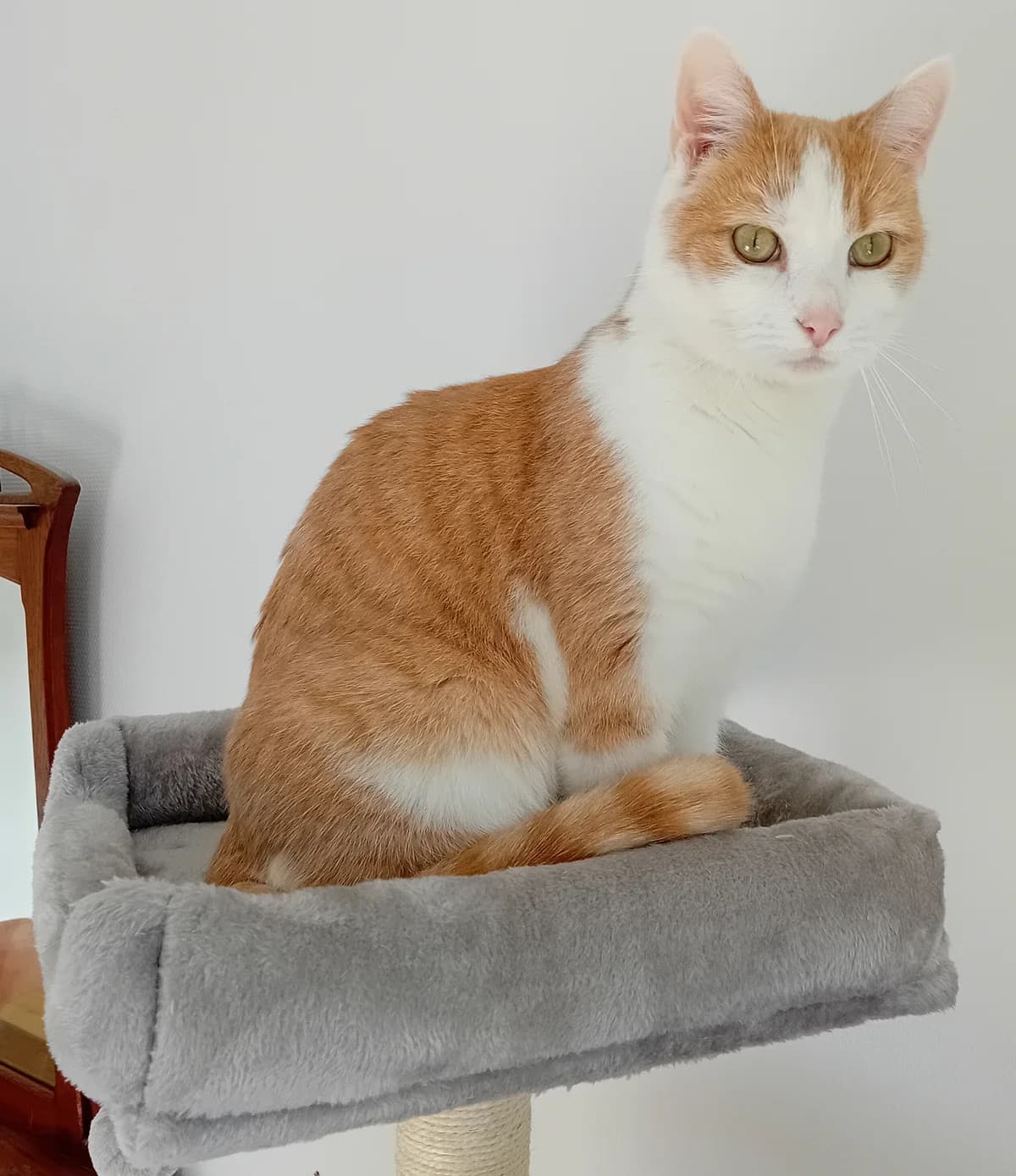 Paco, male Mixed Breed for adoption at Aide et Protection Animales A.S.B.L., Assesse