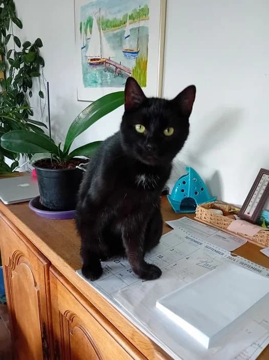 Aimy, female Mixed Breed for adoption at Aide et Protection Animales A.S.B.L., Assesse