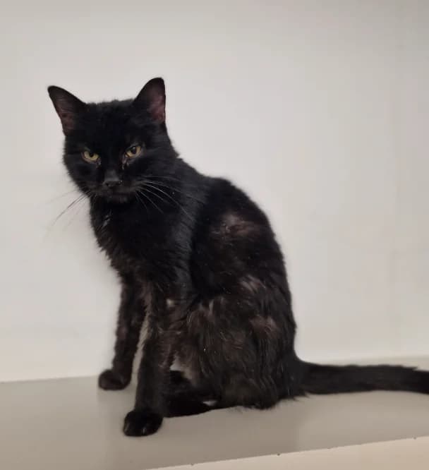 Niya, female 6yo Mixed Breed for adoption at Aide et Protection Animales A.S.B.L., Assesse