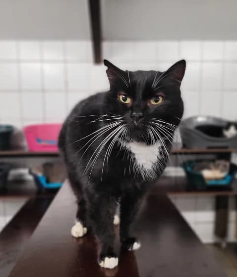 Léa, female senior Mixed Breed for adoption at Aide et Protection Animales A.S.B.L., Assesse