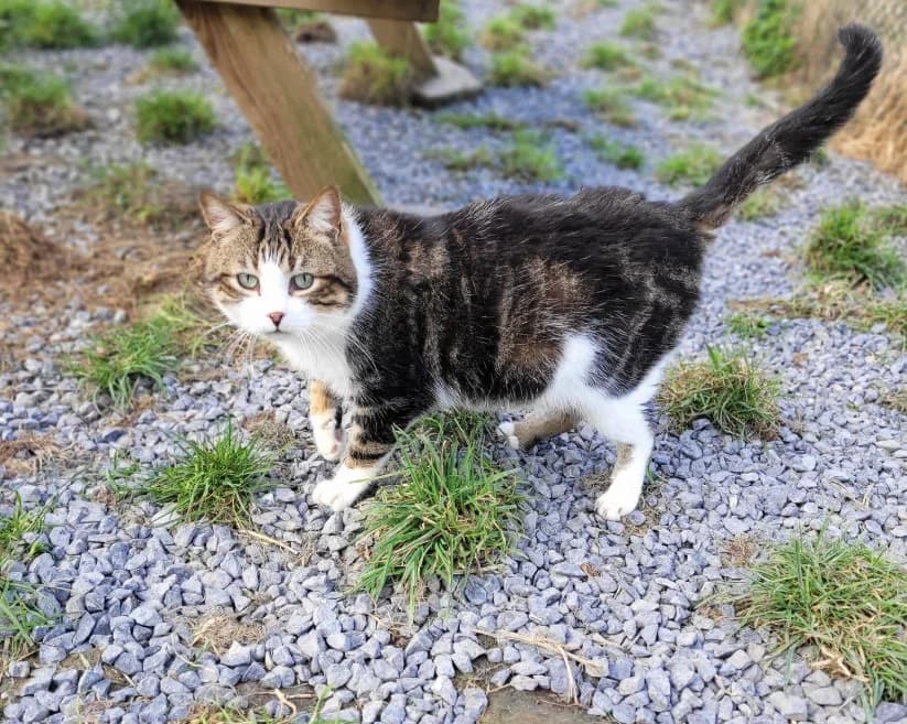 Duncan, male Mixed Breed for adoption at Aide et Protection Animales A.S.B.L., Assesse