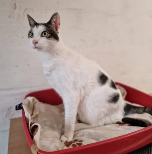 Milo, male Mixed Breed for adoption at Aide et Protection Animales A.S.B.L., Assesse