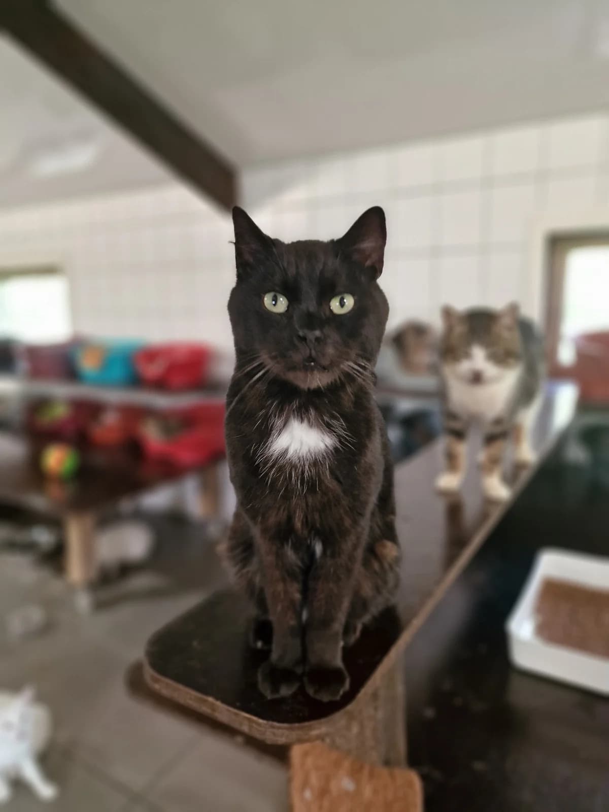 Néo, male Mixed Breed for adoption at Aide et Protection Animales A.S.B.L., Assesse