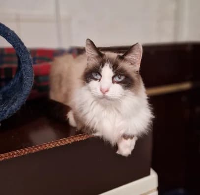 Sasha, male senior Birman for adoption at Aide et Protection Animales A.S.B.L., Assesse