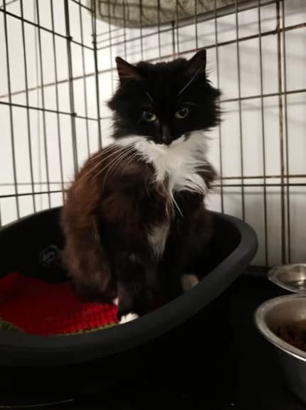 Fée, female Mixed Breed for adoption at Aide et Protection Animales A.S.B.L., Assesse