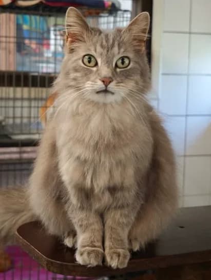 Brume, female Mixed Breed for adoption at Aide et Protection Animales A.S.B.L., Assesse