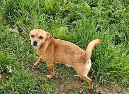 Roméo, male Mixed Breed for adoption at Aide et Protection Animales A.S.B.L., Assesse