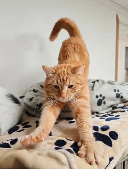 Braun, male Mixed Breed for adoption at Aide et Protection Animales A.S.B.L., Assesse