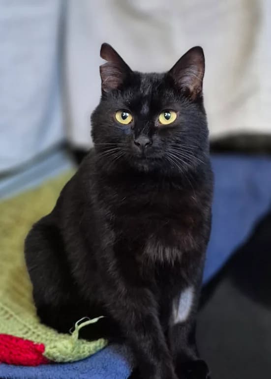 Inky, female young Mixed Breed for adoption at Aide et Protection Animales A.S.B.L., Assesse
