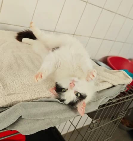 Colline, female young Mixed Breed for adoption at Aide et Protection Animales A.S.B.L., Assesse