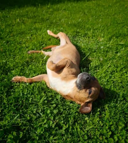 César, male young Mixed Breed for adoption at Aide et Protection Animales A.S.B.L., Assesse