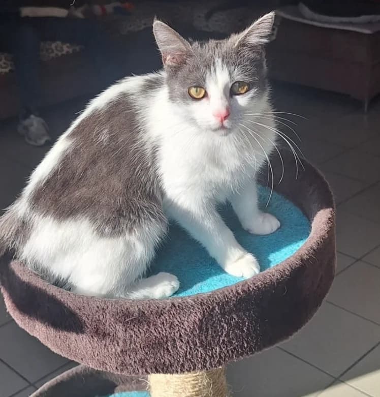 Anna, female young Mixed Breed for adoption at Aide et Protection Animales A.S.B.L., Assesse