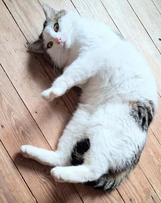 Milo 2, male 4yo Mixed Breed for adoption at Aide et Protection Animales A.S.B.L., Assesse