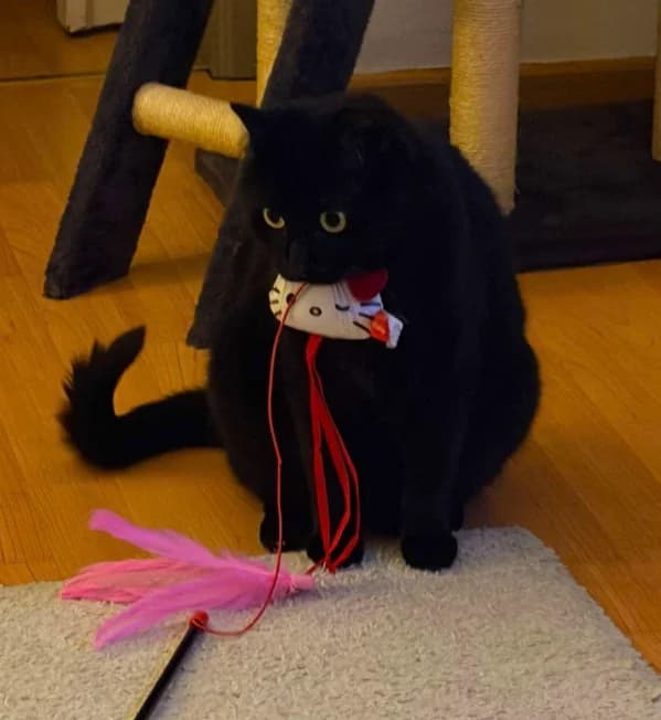 Blacky, male 3yo Mixed Breed for adoption at Aide et Protection Animales A.S.B.L., Assesse