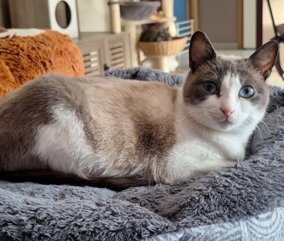 Syndra, female young Mixed Breed for adoption at Aide et Protection Animales A.S.B.L., Assesse