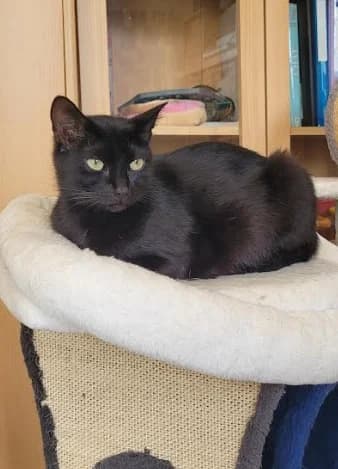 Miss Grey, female young Mixed Breed for adoption at Aide et Protection Animales A.S.B.L., Assesse