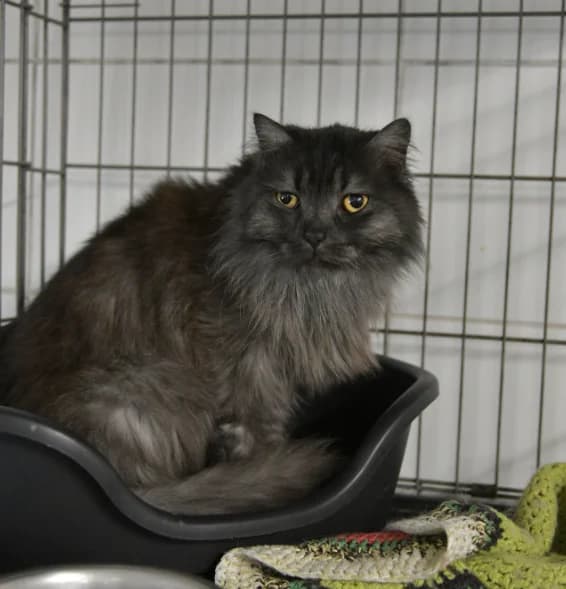 Winston, male 4yo Mixed Breed for adoption at Aide et Protection Animales A.S.B.L., Assesse