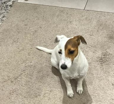 Silla, female 5yo Mixed Breed for adoption at Aide et Protection Animales A.S.B.L., Assesse