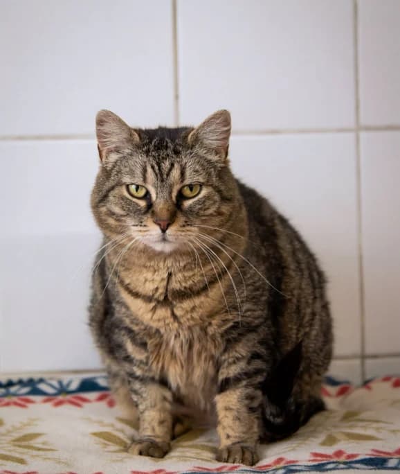 Croquette, female 5yo Mixed Breed for adoption at Aide et Protection Animales A.S.B.L., Assesse