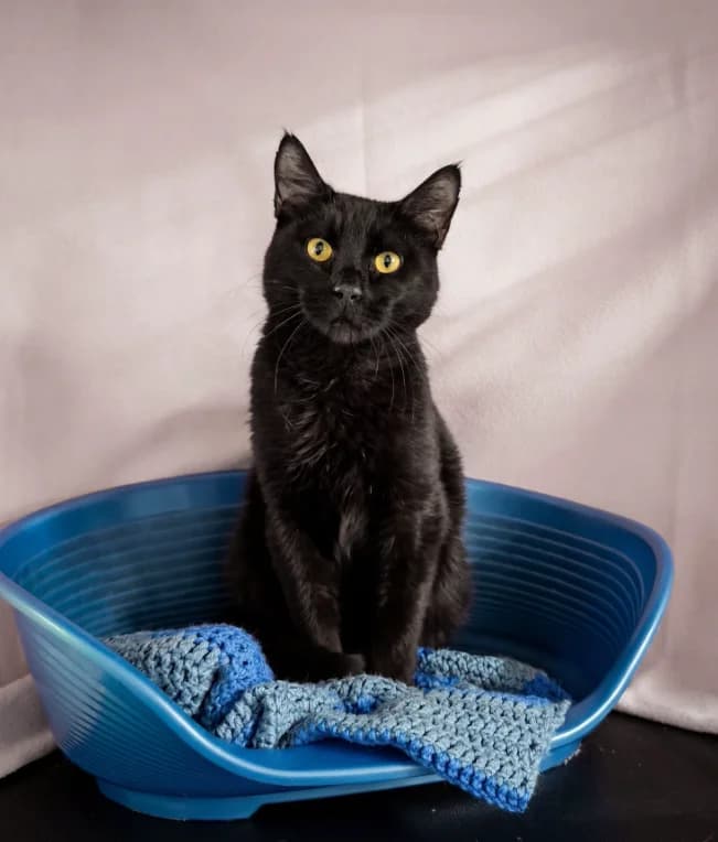 Noirod, male 4yo Mixed Breed for adoption at Aide et Protection Animales A.S.B.L., Assesse