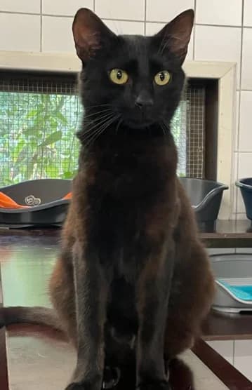 Réglisse, male young Mixed Breed for adoption at Aide et Protection Animales A.S.B.L., Assesse