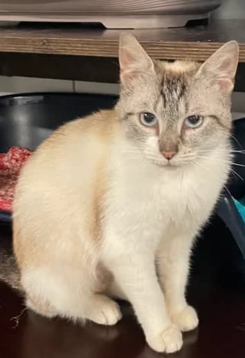 Sophie, female young Mixed Breed for adoption at Aide et Protection Animales A.S.B.L., Assesse