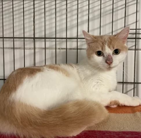 Masha, female 5yo Mixed Breed for adoption at Aide et Protection Animales A.S.B.L., Assesse