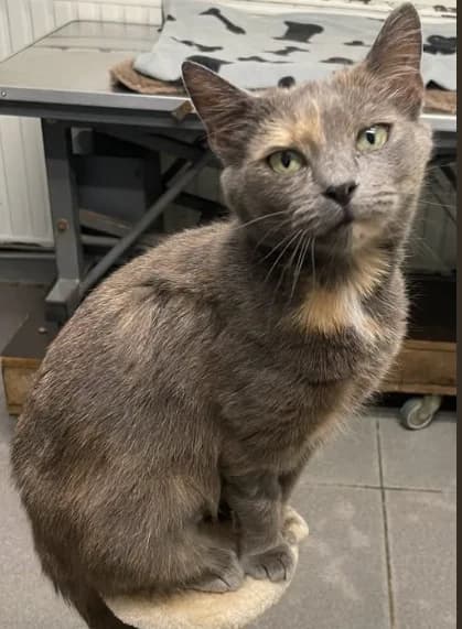 Vanille, female 3yo Mixed Breed for adoption at Aide et Protection Animales A.S.B.L., Assesse