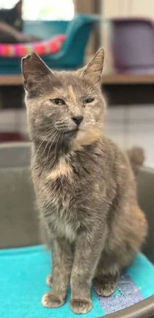 Meredith, female young Mixed Breed for adoption at Aide et Protection Animales A.S.B.L., Assesse