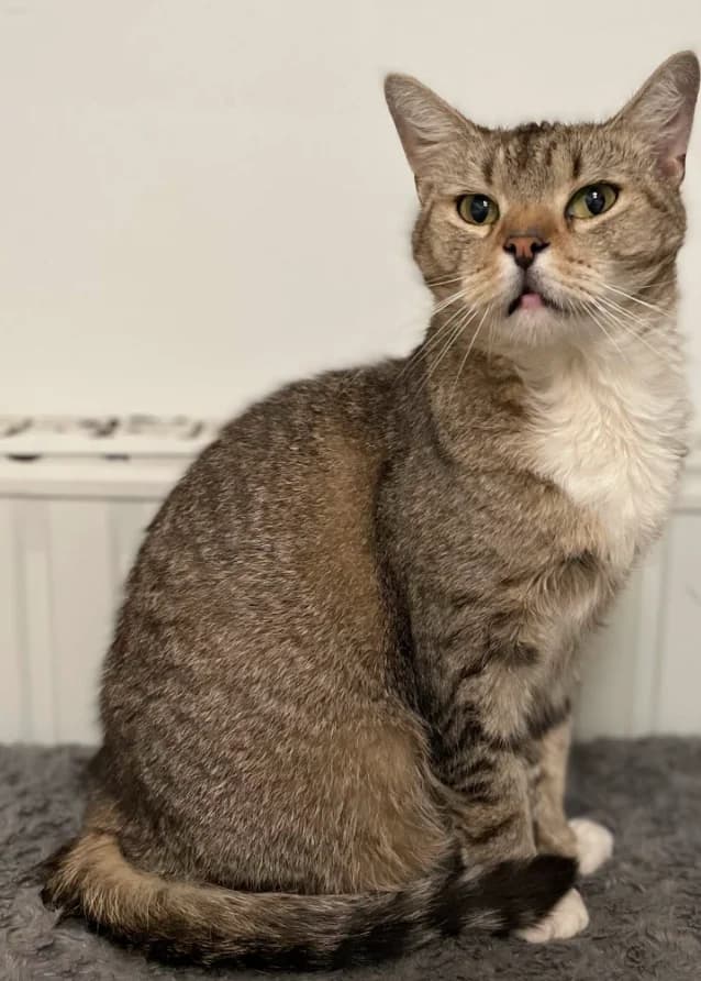 Papi, male 7yo Mixed Breed for adoption at Aide et Protection Animales A.S.B.L., Assesse