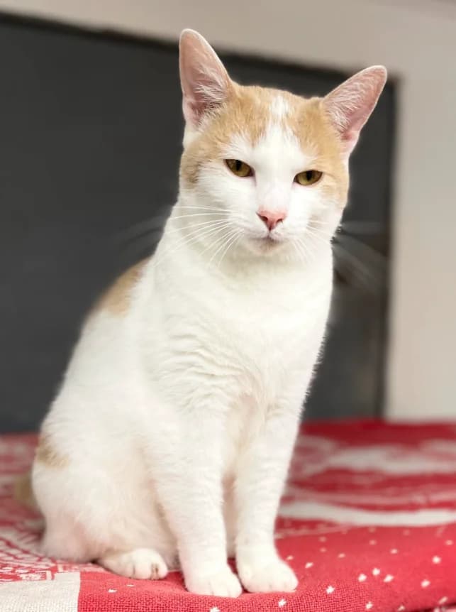 Olesia, female young Mixed Breed for adoption at Aide et Protection Animales A.S.B.L., Assesse