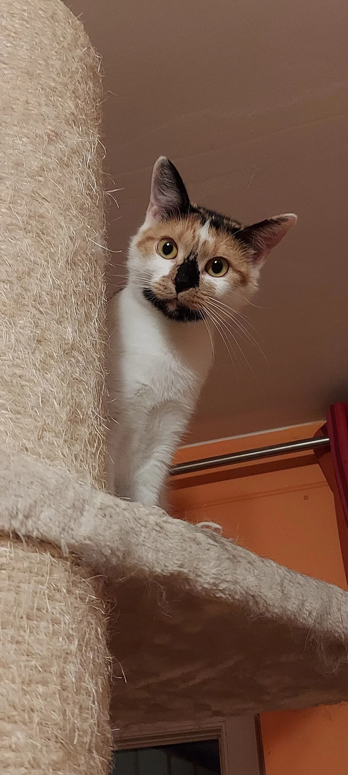 Tami, female Mixed Breed for adoption at L