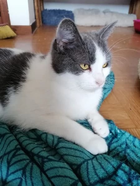 Noura, female 5yo Mixed Breed for adoption at L
