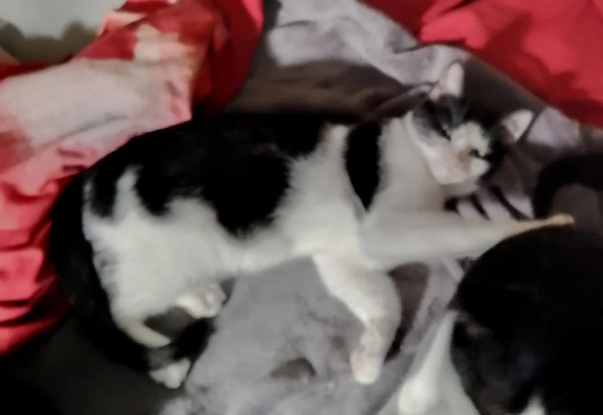 Filou, male Mixed Breed for adoption at L