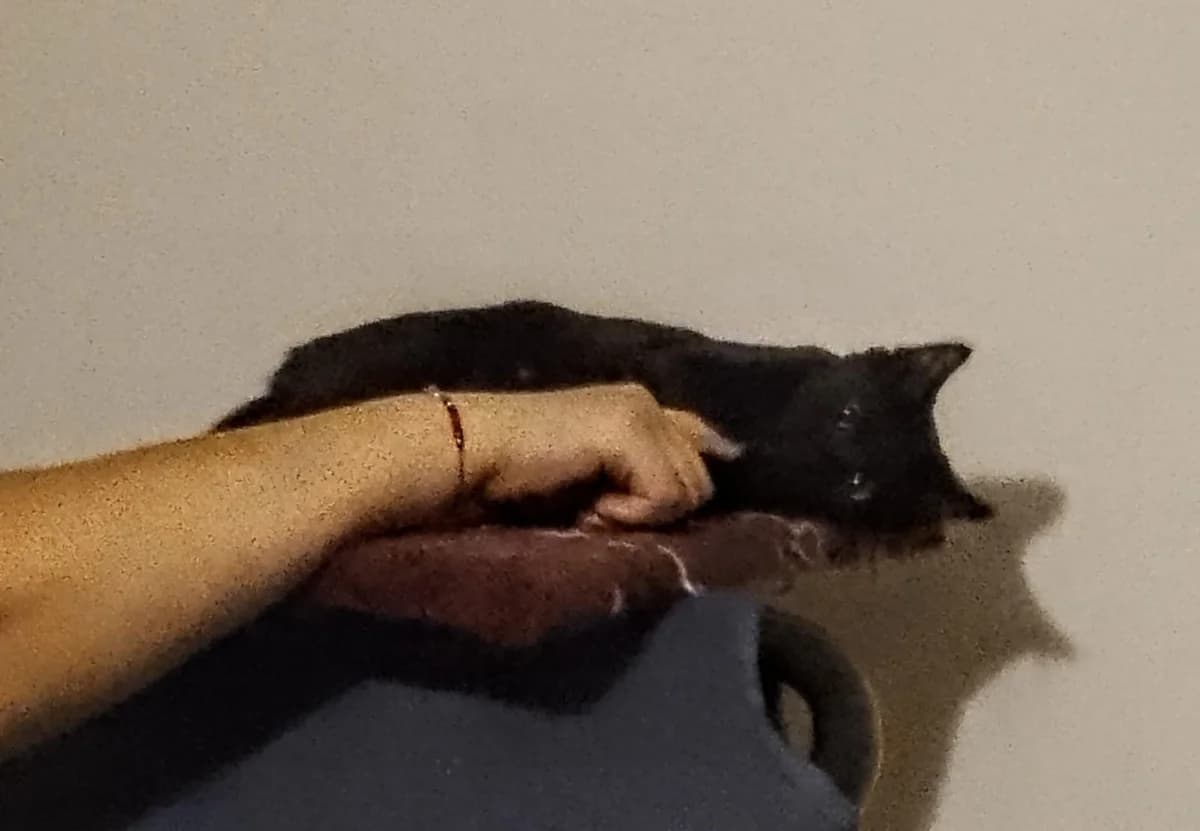 Angel, male Mixed Breed for adoption at L