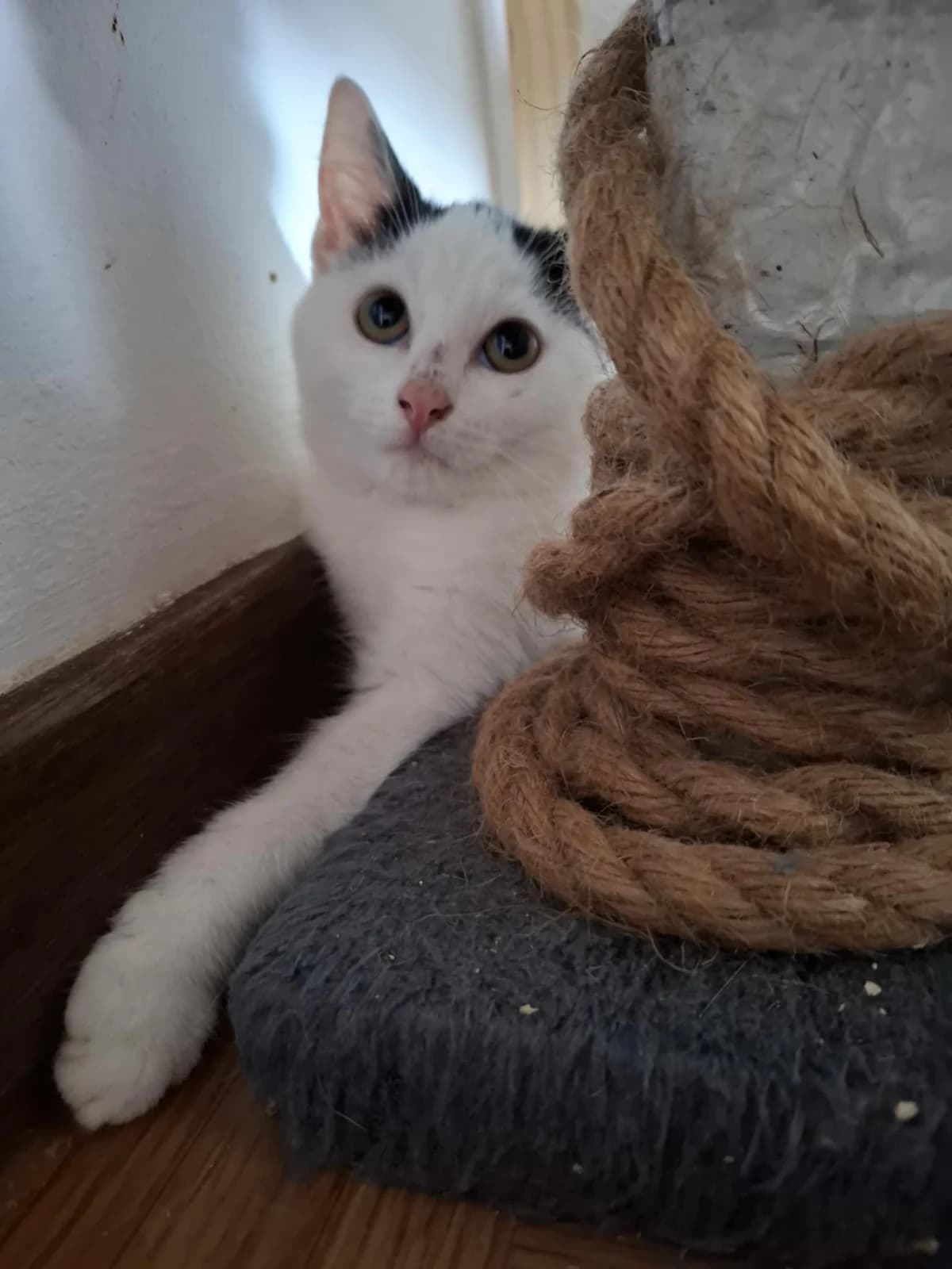 Shai, female young Mixed Breed for adoption at L