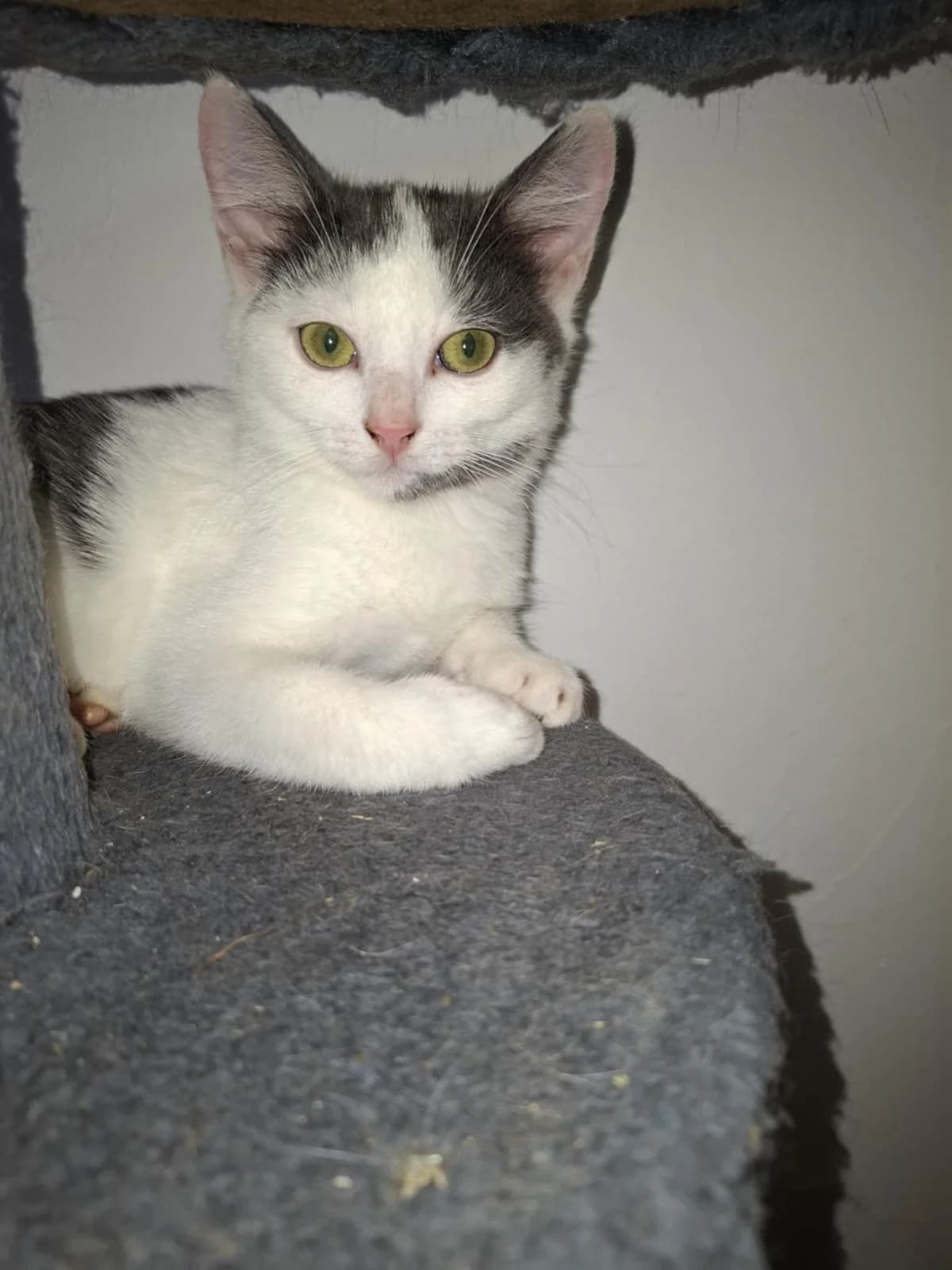 Amaï, male young Mixed Breed for adoption at L