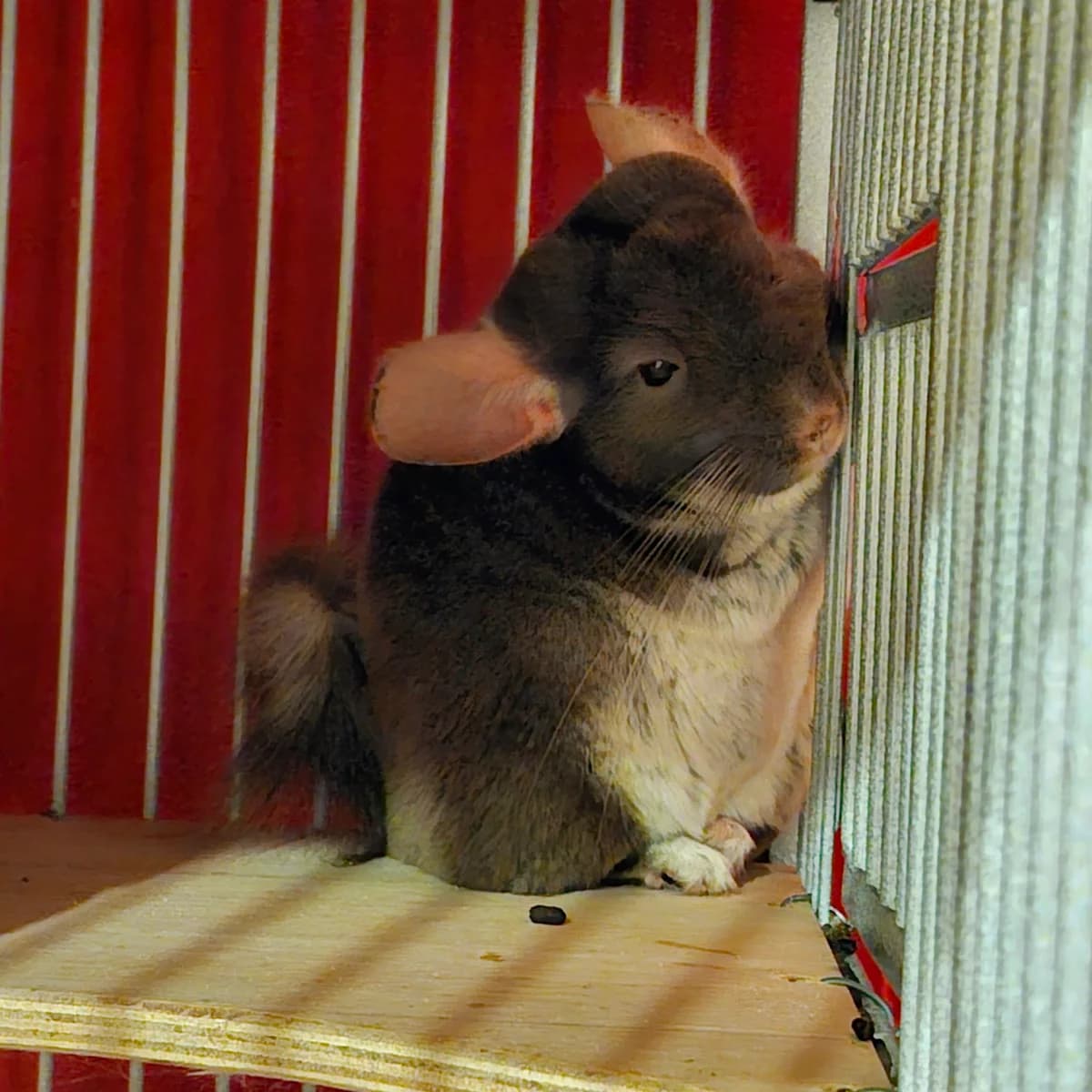 Indy, female Mixed Breed for adoption at L