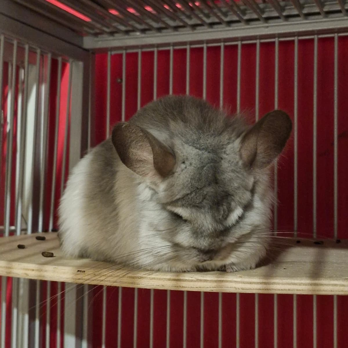 Mira, female Mixed Breed for adoption at L