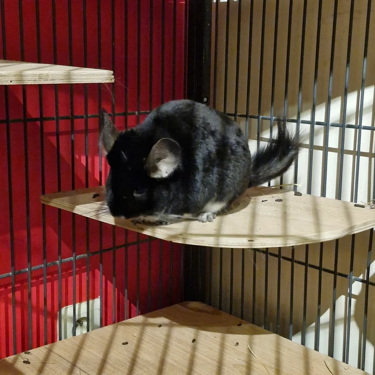 CIndy, female Mixed Breed for adoption at L