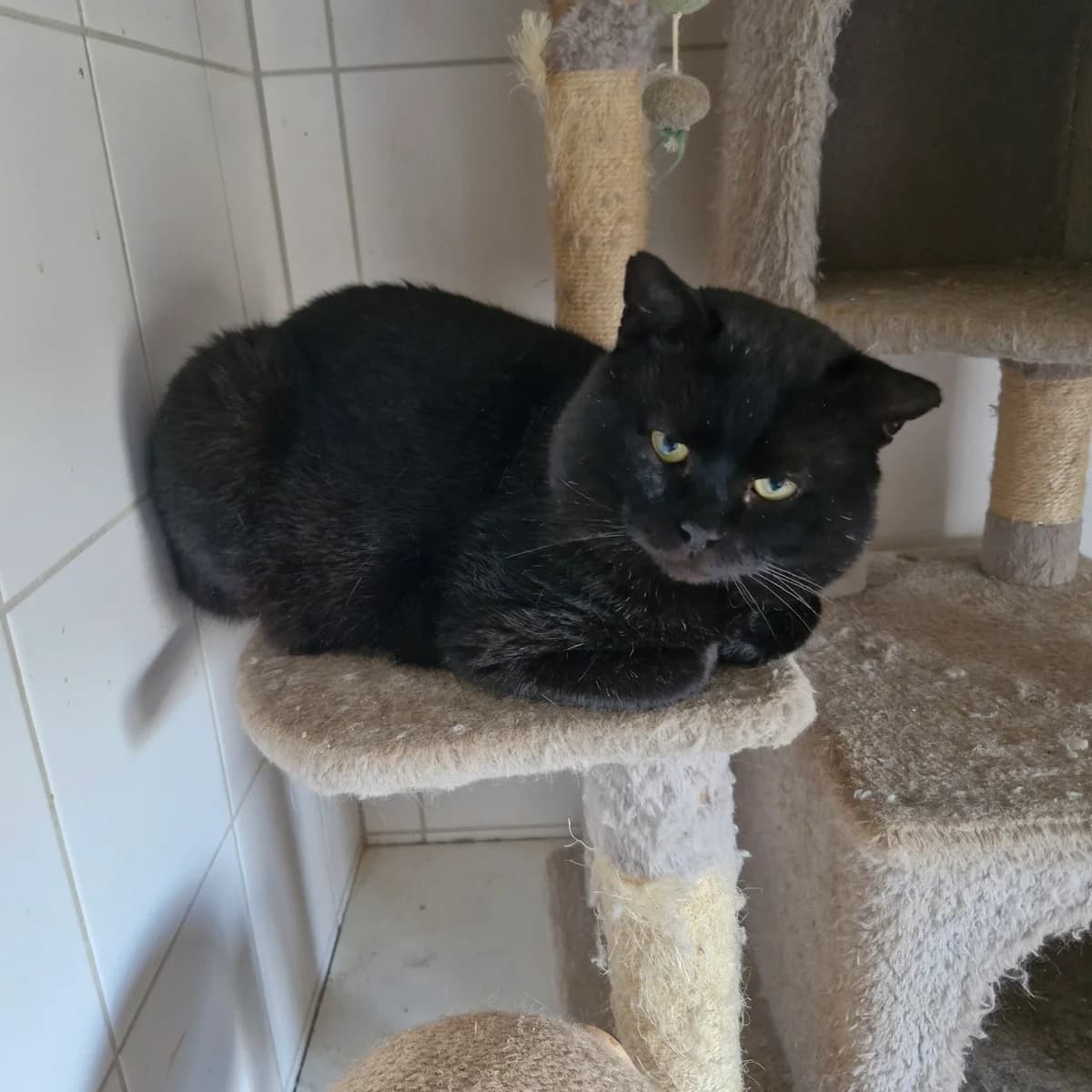 Mister T, male 6yo Mixed Breed for adoption at L