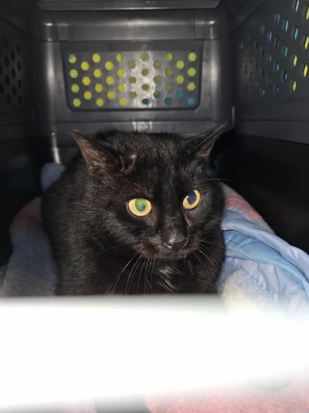 Hector, male Mixed Breed for adoption at L