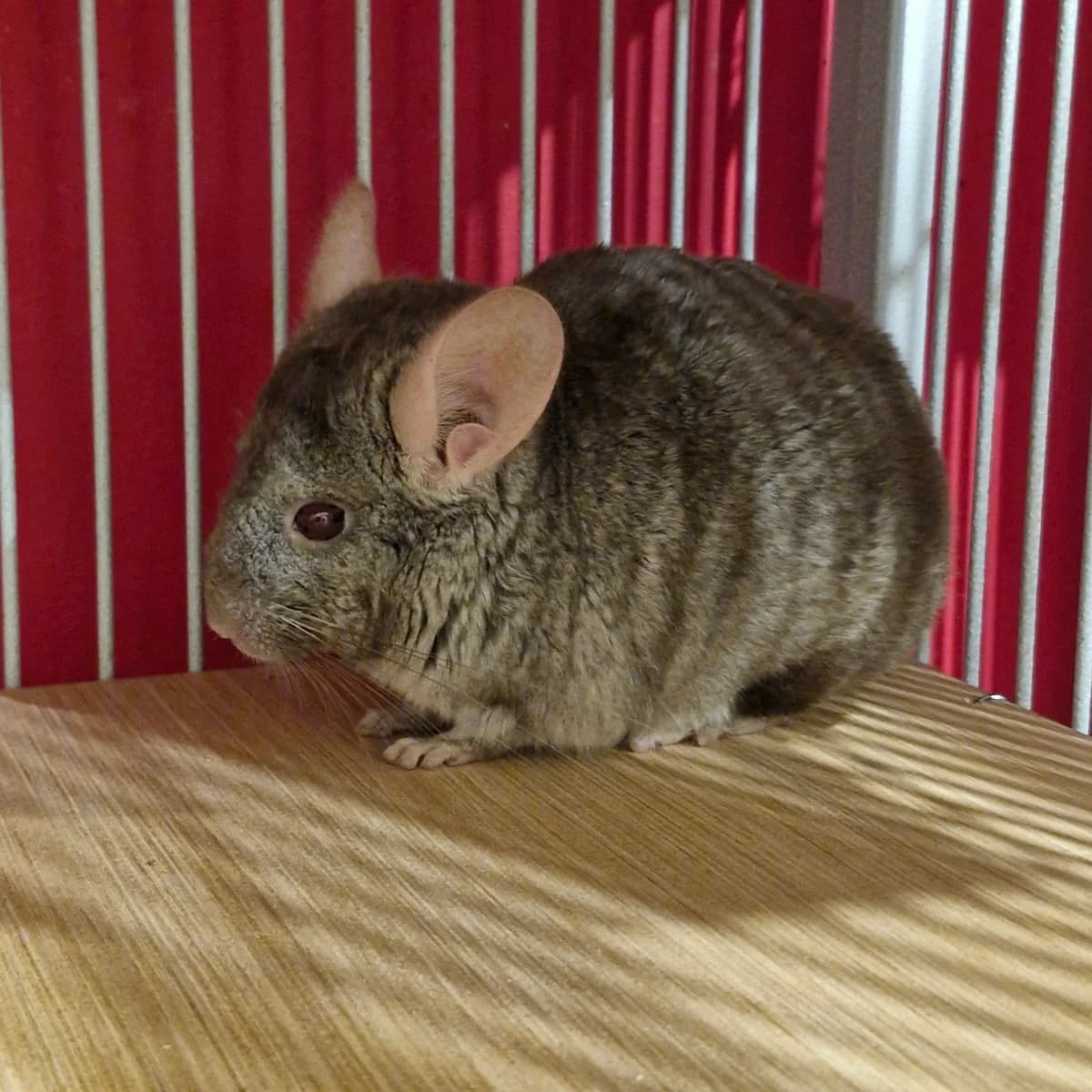 Popol, male Mixed Breed for adoption at L