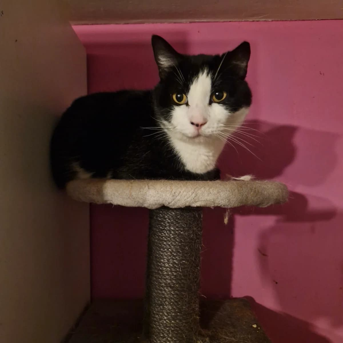 Félix, male Mixed Breed for adoption at L