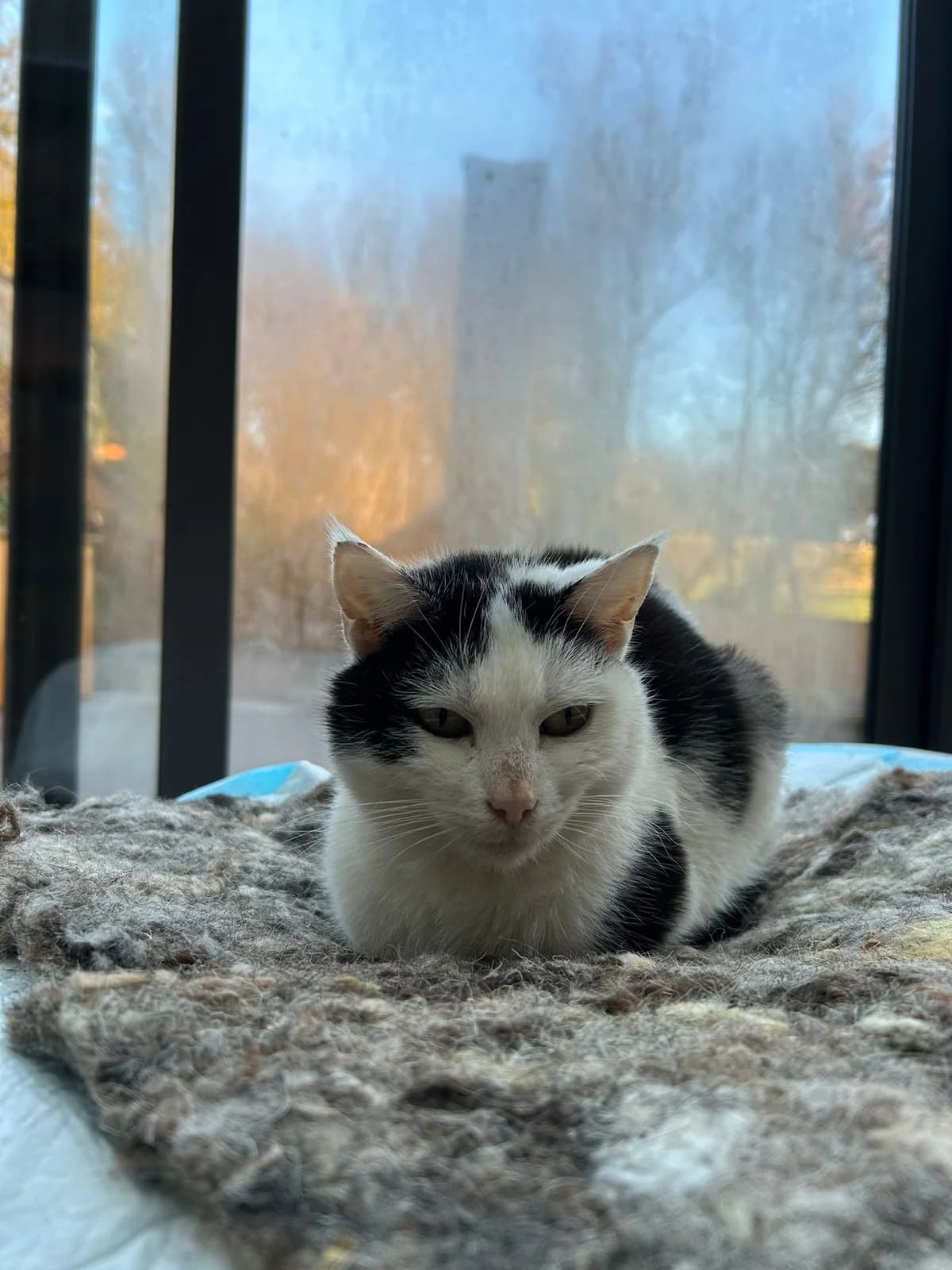 Milki, female senior Mixed Breed for adoption at L