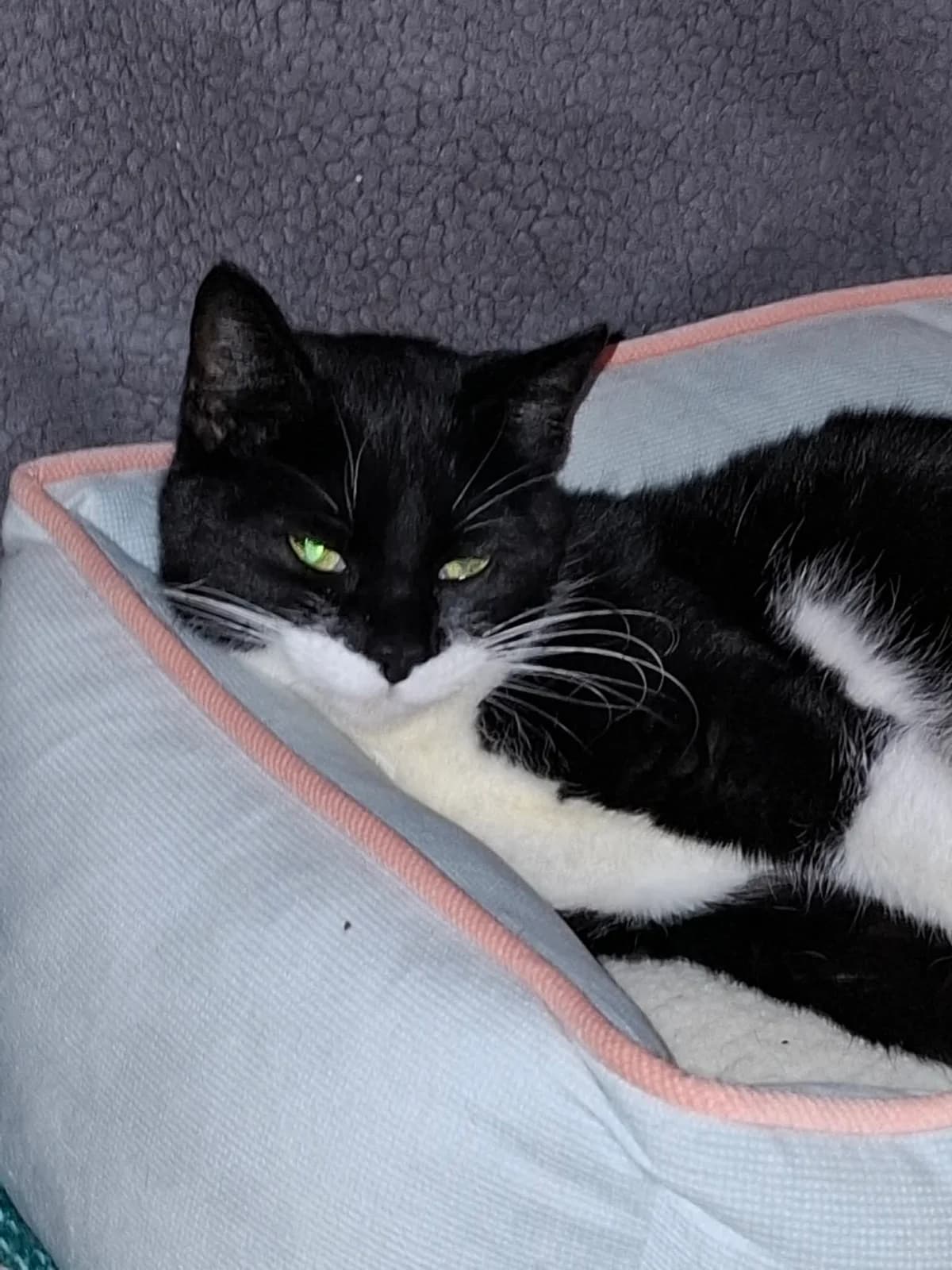 Kitty, female young Mixed Breed for adoption at L