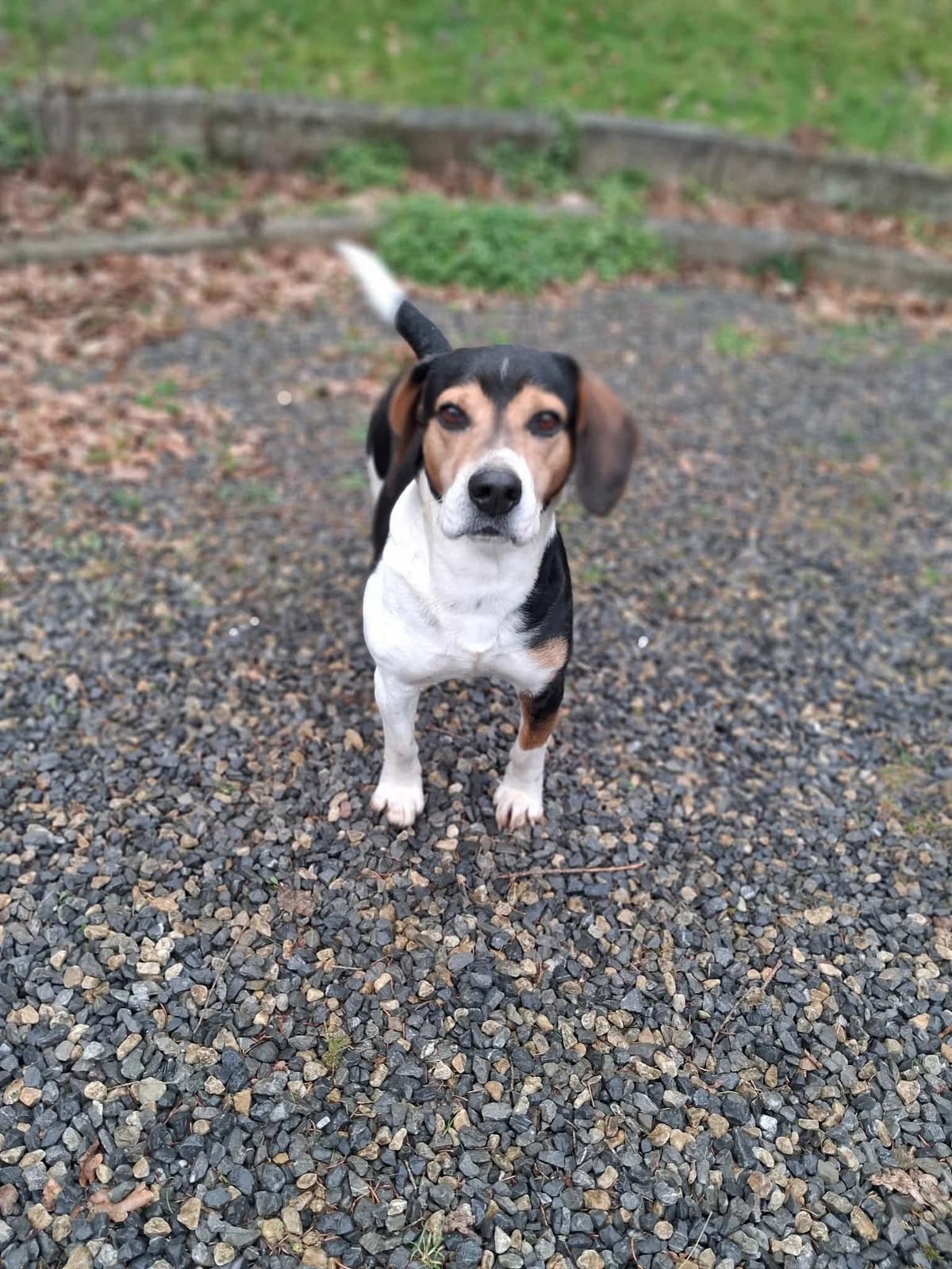 Tommy, male 6yo Mixed Breed for adoption at L